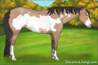 Horse Color:Sable Champagne Frame Rabicano