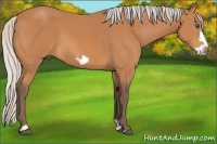 Horse Color:Silver Bay Frame