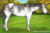 Horse Color:White Spotted Grullo Sabino Splash Appaloosa Rabicano
