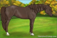 Horse Color:Liver Chestnut