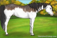 Horse Color:Buckskin Splash Rabicano 