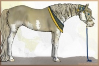 Horse Color:Liver Chestnut Splash 