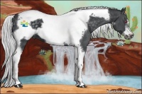 Horse Color:Silver Smoky Black Chinchilla Tobiano Frame 