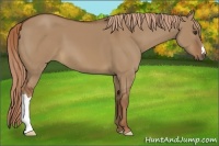 Horse Color:Red Dun