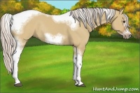 Horse Color:Silver Bay Dun Sabino Tobiano Frame Rabicano 