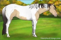 Horse Color:Amber Champagne Dun Tobiano
