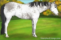 Horse Color:White Spotted Grullo Roan
