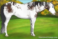 Horse Color:White Spotted Brown Splash