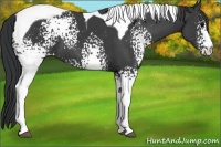 Horse Color:White Spotted Black Tobiano