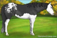 Horse Color:Black Splash Appaloosa 