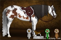 Horse Color:White Spotted Brown Splash Appaloosa