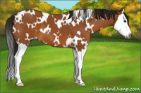 Horse Color:Gray White Spotted Buckskin Splash Appaloosa