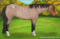 Horse Color:Gray Buckskin Roan Appaloosa Rabicano 
