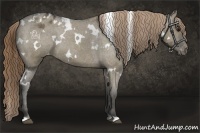 Horse Color:White Spotted Smoky Grullo Appaloosa
