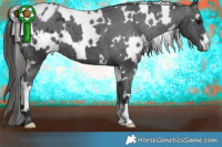 Horse Color:White Spotted Black Blanket 