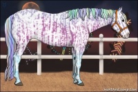 Horse Color:Painted Watercolor Brown Appaloosa  and Painted Watercolor Brown Appaloosa 
