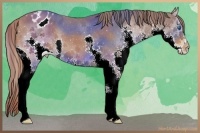 Horse Color:Chestnut Splash Appaloosa 