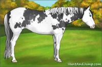 Horse Color:White Spotted Blue Roan Splash Appaloosa Rabicano 