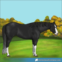 Horse Color:Gray Smoky Black Splash 
