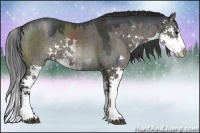 Horse Color:Grullo Sabino Splash 