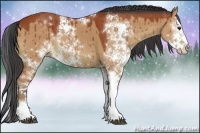 Horse Color:Brown Dun Sabino 