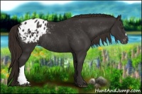 Horse Color:Liver Chestnut Appaloosa Rabicano 