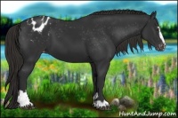 Horse Color:Liver Chestnut Sabino Appaloosa 