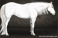 Horse Color:White Spotted Perlino Tobiano Frame Appaloosa Rabicano
