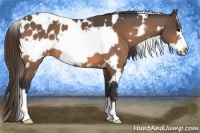 Horse Color:White Spotted Buckskin Frame Appaloosa 