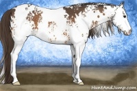 Horse Color:White Spotted Buckskin Appaloosa 