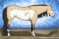 Horse Color:Bay Roan Dun Frame Rabicano