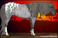 Horse Color:Smoky Blue Roan Appaloosa Rabicano 