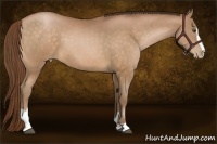 Horse Color:Brown Pearl Sabino