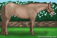 Horse Color:Black Pearl