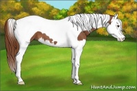 Horse Color:Chestnut Splash Tobiano