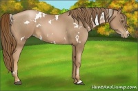 Horse Color:White Spotted Liver Chestnut Pearl 