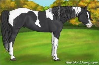 Horse Color:Black Splash Tobiano 
