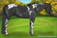 Horse Color:Black Tobiano 