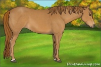 Horse Color:Chestnut Sabino