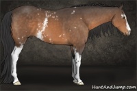 Horse Color:White Spotted Buckskin 
