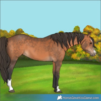 Horse Color:Brown Sabino 