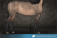 Horse Color:Brown Dun Rabicano 