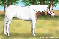 Horse Color:Silver Bay Sabino Splash Tobiano Frame Rabicano