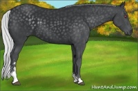 Horse Color:Silver Black Chinchilla Sabino 