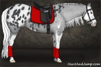 Horse Color:Silver Black Chinchilla Sabino Splash Appaloosa 