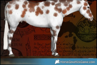 Horse Color:White Spotted Silver Brown Sabino