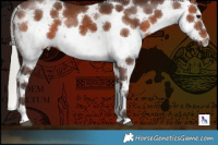 Horse Color:White Spotted Silver Brown Sabino 