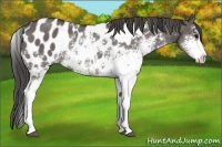 Horse Color:Grullo Sabino Blanket Rabicano 