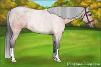 Horse Color:Brown Roan Rabicano 