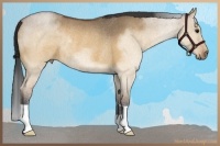 Horse Color:Brown Roan Dun Rabicano Brindle